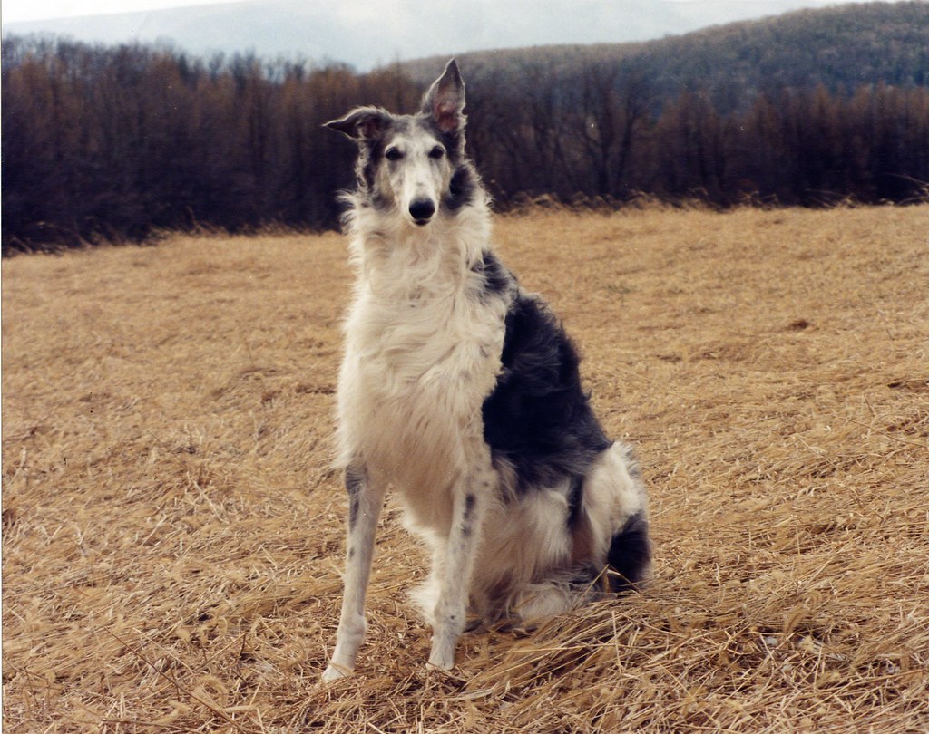 Bella ~ my favorite picture of her by Ferlinka Borzoi (Deb West)