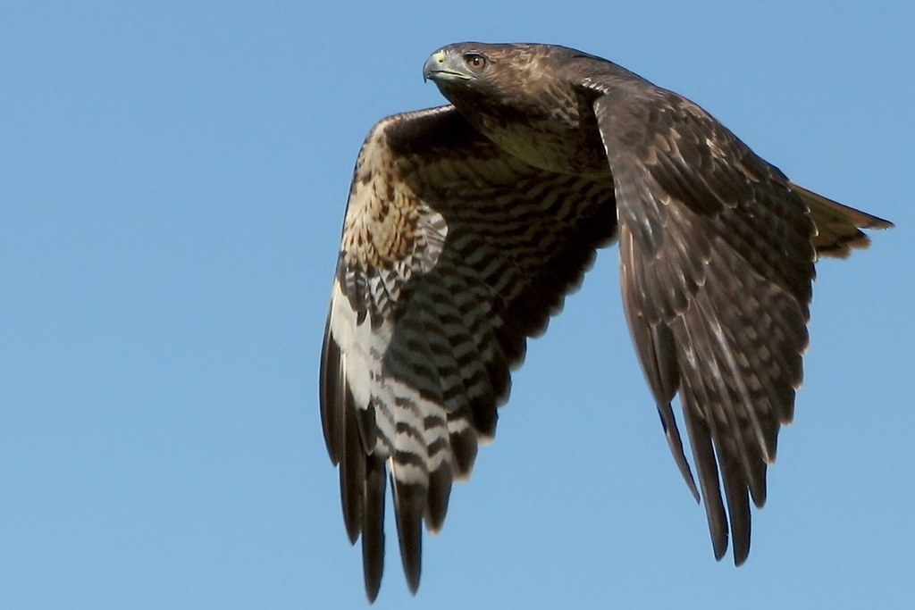 Redtailed hawk, close by wolfpix