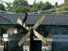 Cormorant by Albert Bridge
