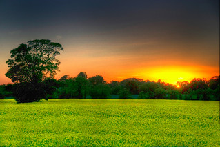 Sunset Over Field of Rapeseed.