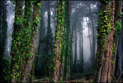cypress forest by jody9