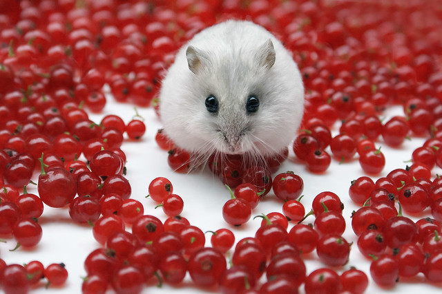 Mitza with redcurrant berries