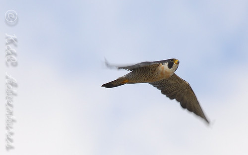 Peregrine Falcon in Flight - Falco peregrinus | by reptileexperts