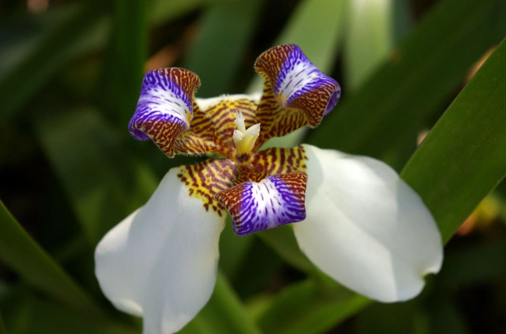 Uma flor, bromélia ou orquídea? | Íris da praia, e nome dess… | Flickr