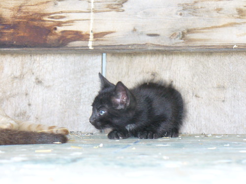 cats black cute barn kittens august 2010 82010