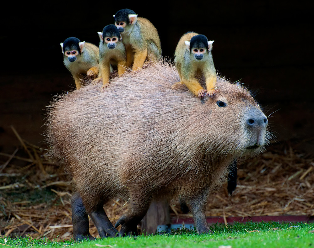 Squirrel monkey & Capybara