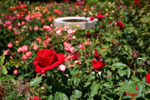 Rose and Fountain