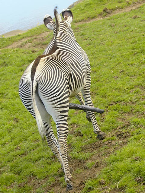 Five Legged Zebra, There were plenty of confused kids at Ed…