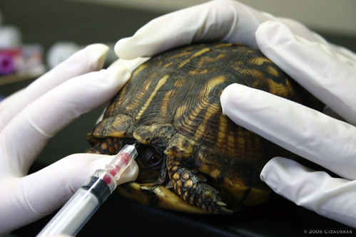 Box Turtle Blood Sampling | Taking blood from the sub-carapa… | Flickr