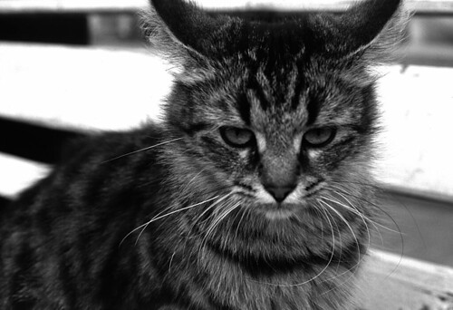 cat | Eugene Morozov | Flickr