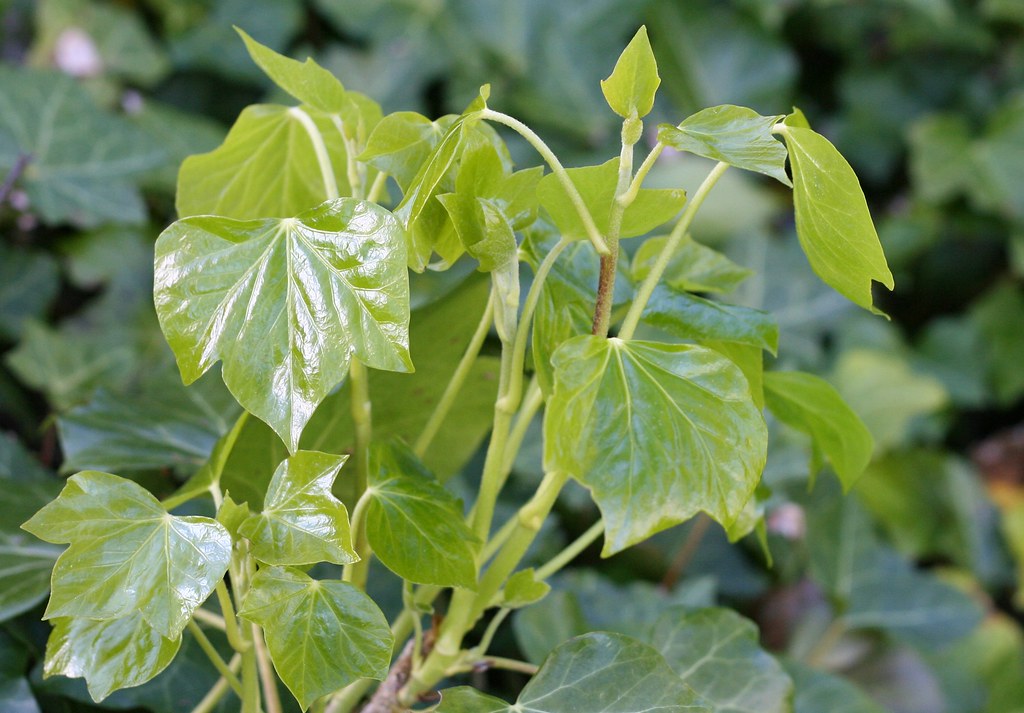 English Ivy - plants that do well in dark rooms