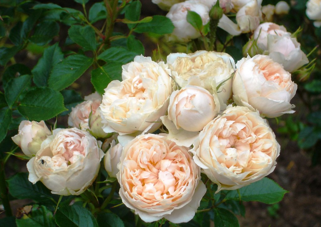 Kaman Roses Kingsman roses 2.1 | David | Flickr