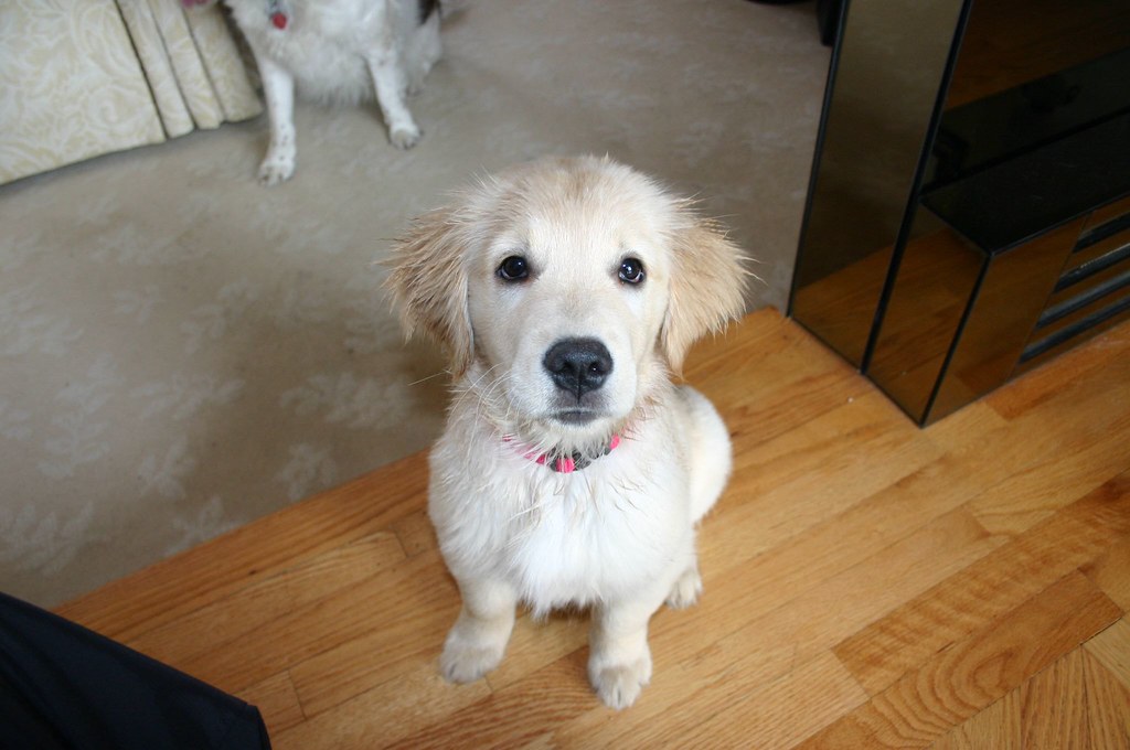 Puppy Orig