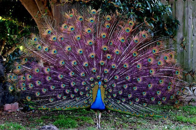 Flashback Peacock