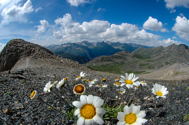 Mountain flowers