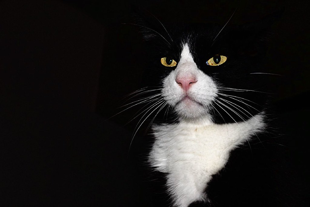 the cat wallpaper