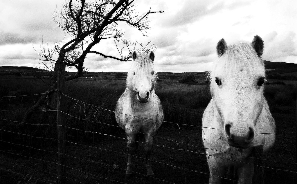 Who's gonna ride your (black and white) wild horses by c@rljones