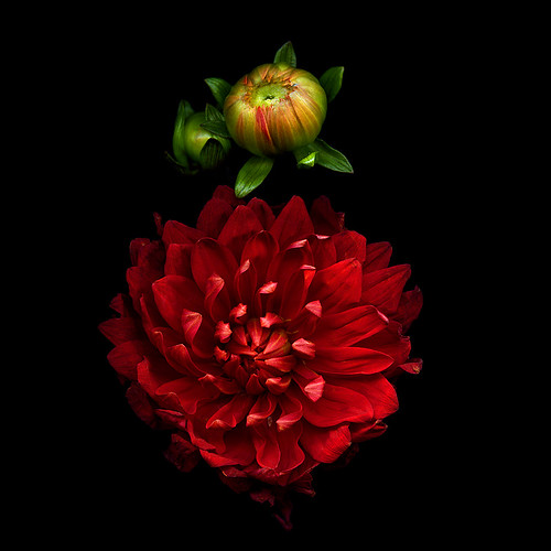 PASSIONATA in RED, Dahlia and buds by magda indigo