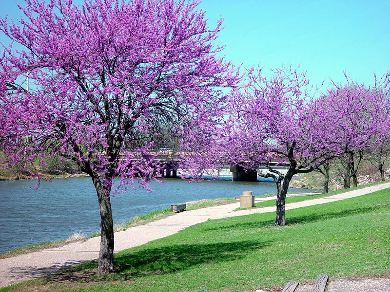 Redbud trees along the Arkansas River - Springtime - Wichita, KS