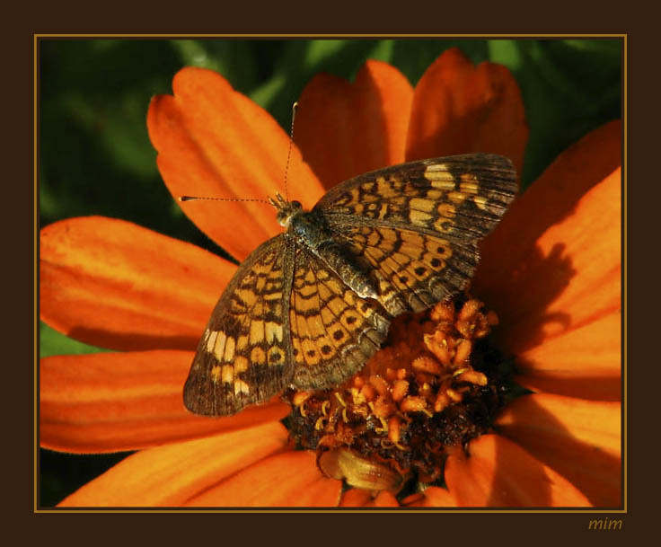 Pearl crescent by mimbrava
