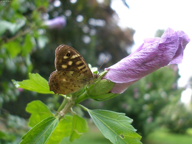 Koevinkje / Ringlet Butterfly