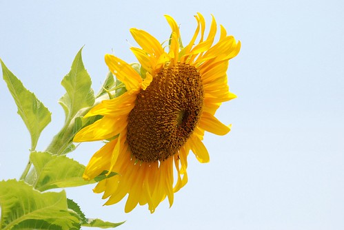 sunflower naturesfinest flowerpicturesnolimits