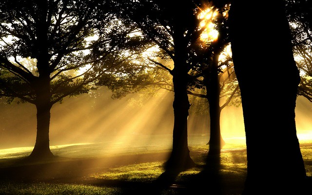 Morning sunbeams dancing with the trees