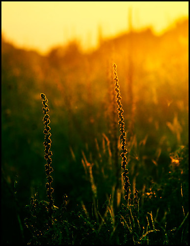 My obsession by Valerio.I, Addicted to backlightsunset summer italy golden italia tramonto estate erba pianta verbascumthapsus 