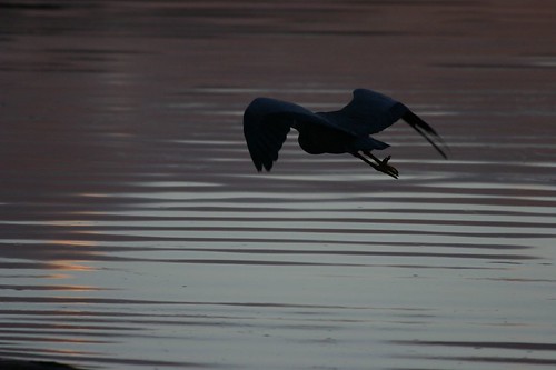 bird heron silhouette sunrise geotagged dawn flight sydney australia flyingbird narrabeenlake iansand peoploeplacesevents geo:lat=33716393 geo:lon=151269701