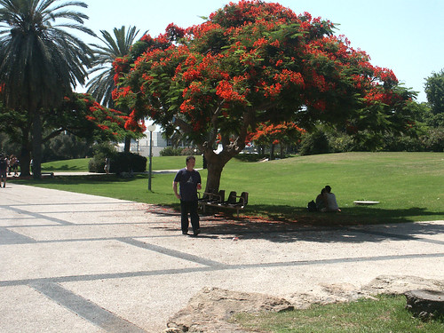 A Red Tree