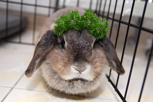 pet rabbit bunny animal mammal singapore parsley opal 兔 hollandlop andora 兎 lagomorph impressedbeauty opalhollandlop