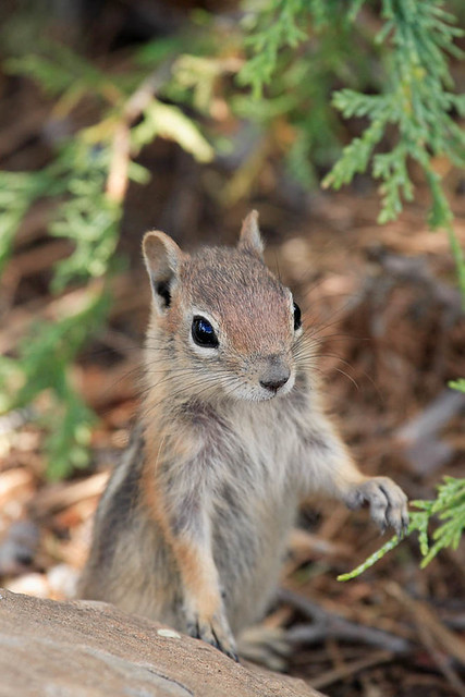 Bryce Canyon Ground Squirrel
