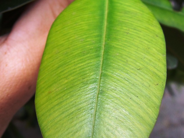 guanandi brazil beauty leaf