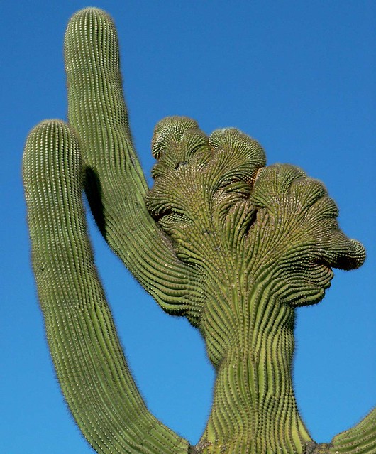 Saguaro Rarity