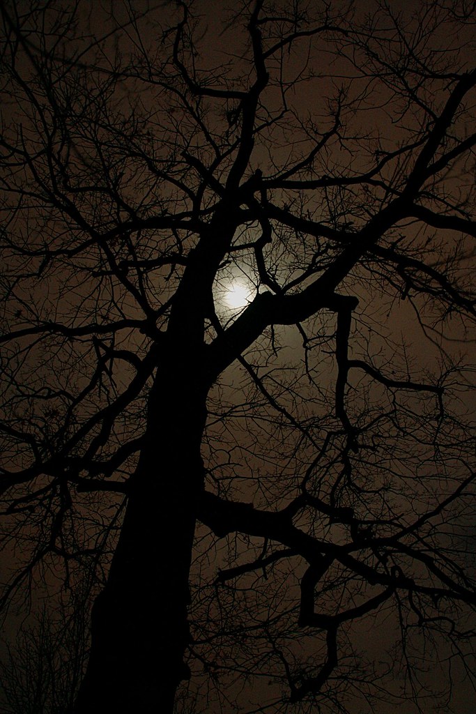 haunted tree by gari.baldi