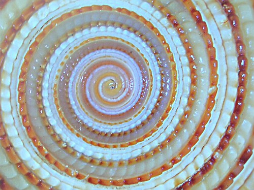Shell spiral | by Marco Braun