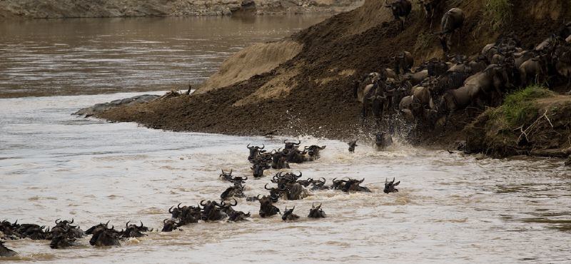 Wildebeest migration crossing the Mara river