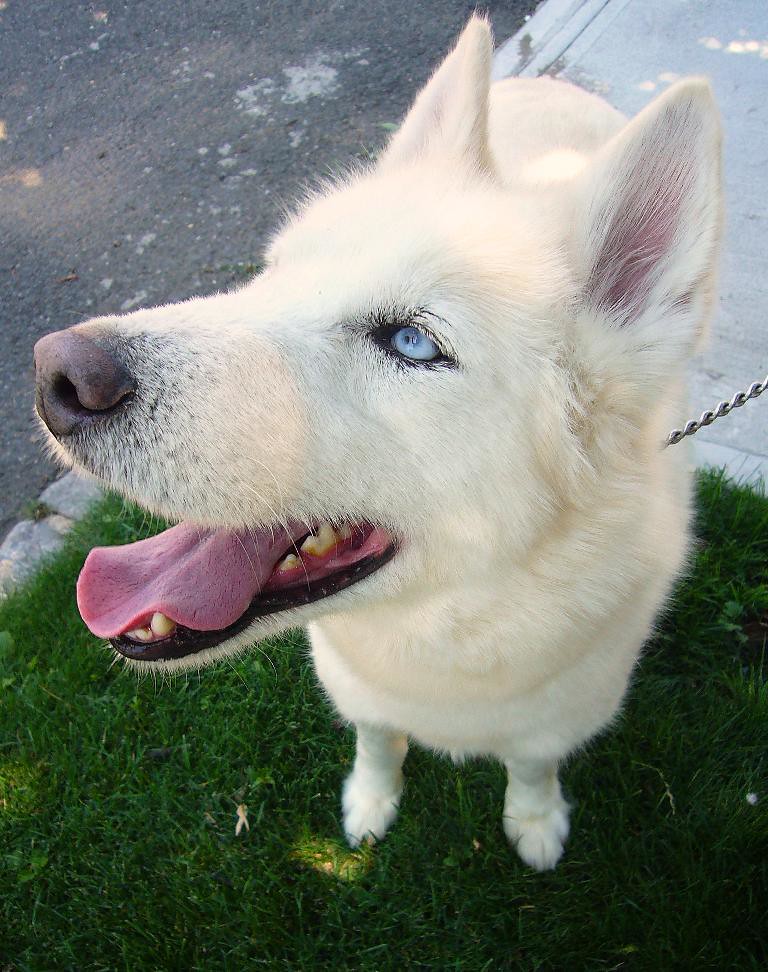 Sky Sky is a handsome male white purebred siberian