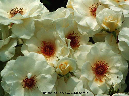 roses white