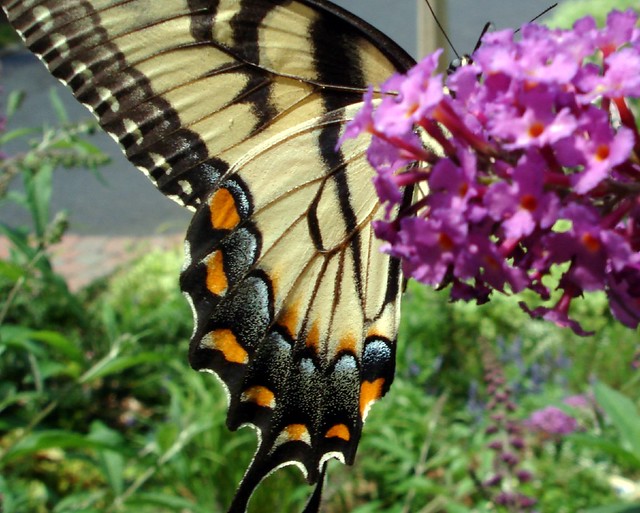 Eastern Tiger Swallowtail on Butterfly Bush
