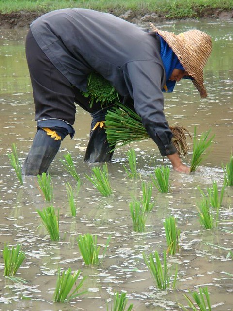 Rice paddies...Langkawi.