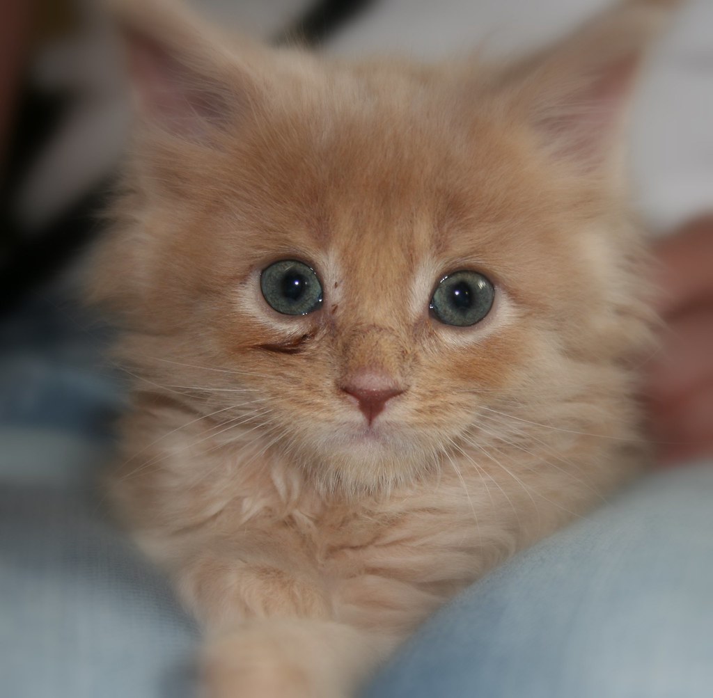 Maine coon kittens