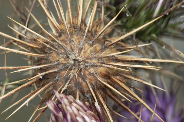 EF 70-300IS (non DO) used as a macro lens - Corsican thistle