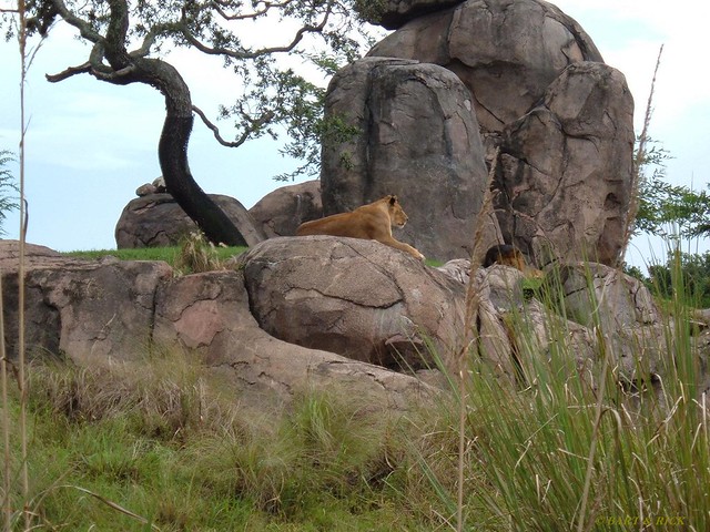 Lion at Animal Kingdom