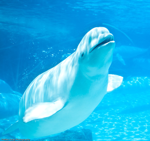 Marineland - Beluga Whales Fun - -12