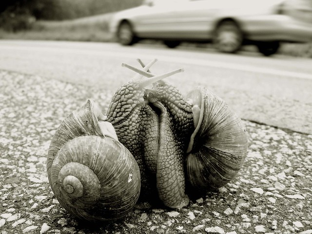 Von der Liebe der Schnecken in Zeiten der Globalisierung - Of the love of snails in times of globalisation