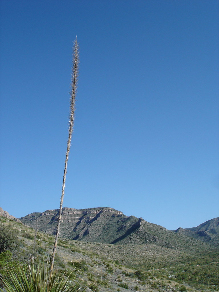 Slaughter Canyon Cave Trail