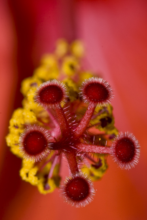 Friday's Red Flower Macro Power by macropoulos