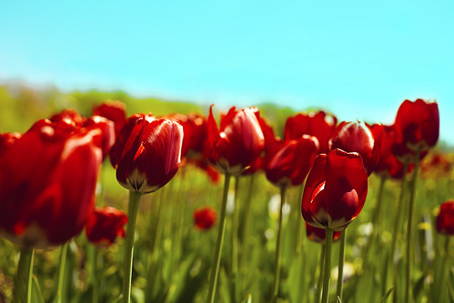 capital tulips by raceytay {I br♥ke for bokeh}