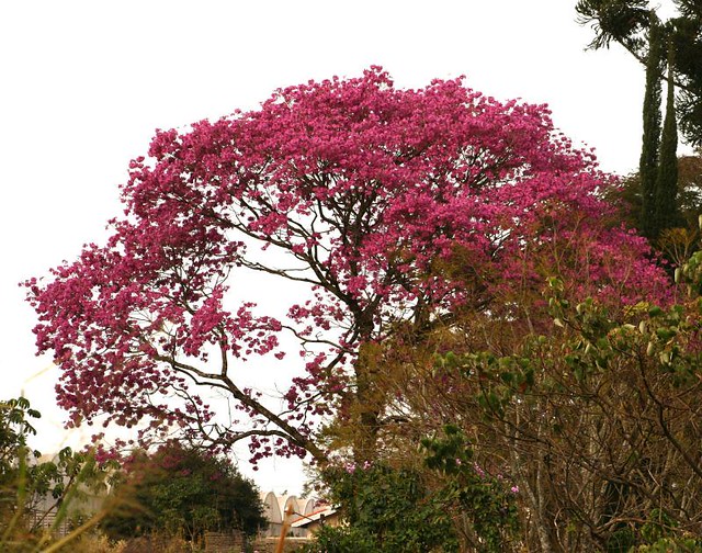 Tabebuia heptaphylla/ Ipê roxo